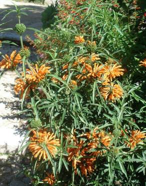 Fotografia 17 da espécie Leonotis leonurus no Jardim Botânico UTAD