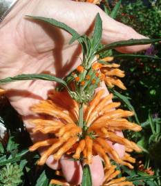 Fotografia da espécie Leonotis leonurus