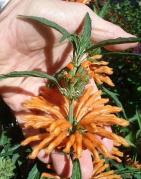 Fotografia 18 da espécie Leonotis leonurus no Jardim Botânico UTAD