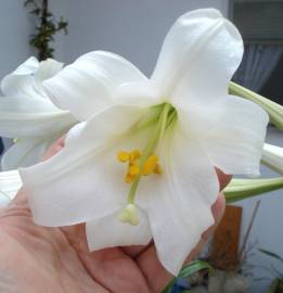 Fotografia da espécie Lilium longiflorum