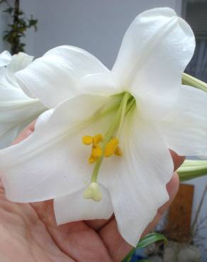 Fotografia 5 da espécie Lilium longiflorum no Jardim Botânico UTAD