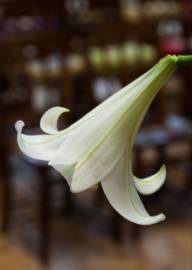 Fotografia da espécie Lilium longiflorum