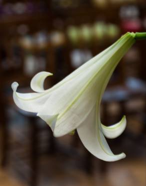 Fotografia 6 da espécie Lilium longiflorum no Jardim Botânico UTAD