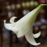 Fotografia 6 da espécie Lilium longiflorum do Jardim Botânico UTAD