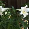 Fotografia 8 da espécie Lilium longiflorum do Jardim Botânico UTAD