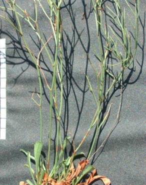 Fotografia 3 da espécie Limonium oleifolium no Jardim Botânico UTAD