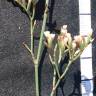 Fotografia 4 da espécie Limonium oleifolium do Jardim Botânico UTAD
