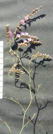 Fotografia da espécie Limonium oleifolium
