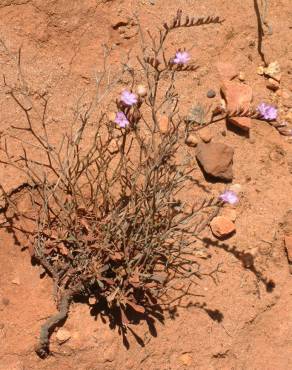 Fotografia 6 da espécie Limonium oleifolium no Jardim Botânico UTAD