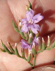 Limonium oleifolium