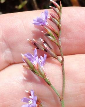 Fotografia 7 da espécie Limonium oleifolium no Jardim Botânico UTAD