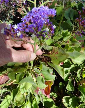 Fotografia 9 da espécie Limonium perezii no Jardim Botânico UTAD