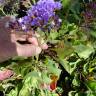 Fotografia 9 da espécie Limonium perezii do Jardim Botânico UTAD