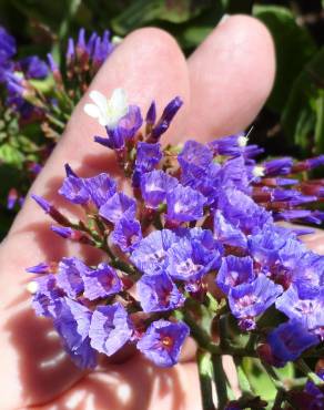 Fotografia 10 da espécie Limonium perezii no Jardim Botânico UTAD