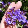 Fotografia 10 da espécie Limonium perezii do Jardim Botânico UTAD