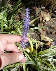 Fotografia da espécie Liriope muscari