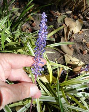 Fotografia 6 da espécie Liriope muscari no Jardim Botânico UTAD