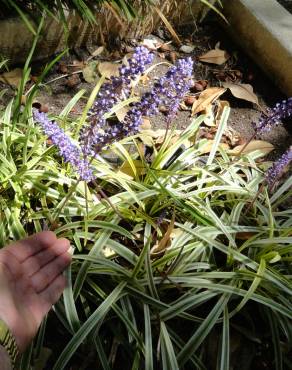 Fotografia 7 da espécie Liriope muscari no Jardim Botânico UTAD