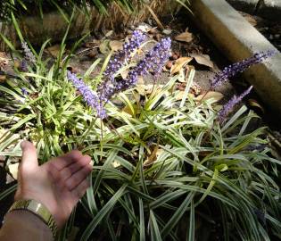 Fotografia da espécie Liriope muscari