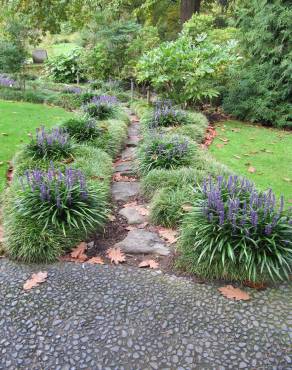 Fotografia 8 da espécie Liriope muscari no Jardim Botânico UTAD