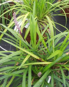 Fotografia 9 da espécie Liriope muscari no Jardim Botânico UTAD