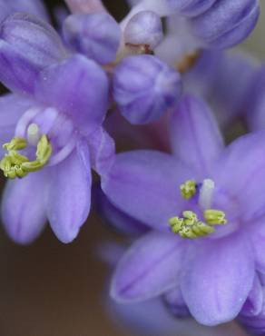 Fotografia 10 da espécie Liriope muscari no Jardim Botânico UTAD