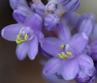 Fotografia da espécie Liriope muscari