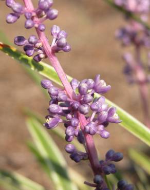 Fotografia 11 da espécie Liriope muscari no Jardim Botânico UTAD