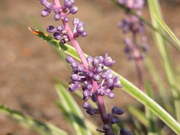 Fotografia da espécie Liriope muscari