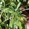 Fotografia 5 da espécie Lomelosia cretica do Jardim Botânico UTAD