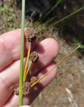 Fotografia 10 da espécie Scirpoides holoschoenus no Jardim Botânico UTAD