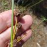 Fotografia 10 da espécie Scirpoides holoschoenus do Jardim Botânico UTAD