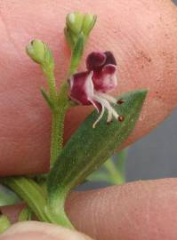 Fotografia da espécie Scrophularia frutescens