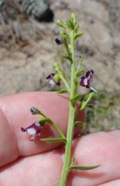 Fotografia da espécie Scrophularia frutescens