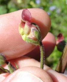 Fotografia da espécie Scrophularia scorodonia