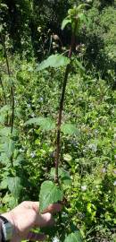 Fotografia da espécie Scrophularia scorodonia