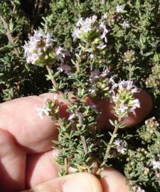 Fotografia da espécie Thymus vulgaris subesp. vulgaris