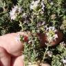 Fotografia 12 da espécie Thymus vulgaris subesp. vulgaris do Jardim Botânico UTAD