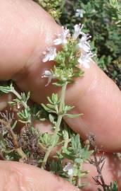 Fotografia da espécie Thymus vulgaris subesp. vulgaris