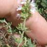 Fotografia 13 da espécie Thymus vulgaris subesp. vulgaris do Jardim Botânico UTAD
