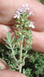 Fotografia da espécie Thymus vulgaris subesp. vulgaris