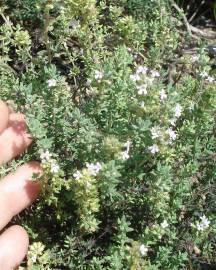 Fotografia da espécie Thymus vulgaris subesp. vulgaris