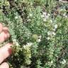 Fotografia 15 da espécie Thymus vulgaris subesp. vulgaris do Jardim Botânico UTAD