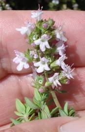 Fotografia da espécie Thymus vulgaris subesp. vulgaris