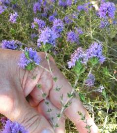 Fotografia da espécie Thymus villosus subesp. lusitanicus