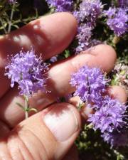 Fotografia da espécie Thymus villosus