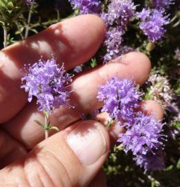 Fotografia da espécie Thymus villosus subesp. lusitanicus