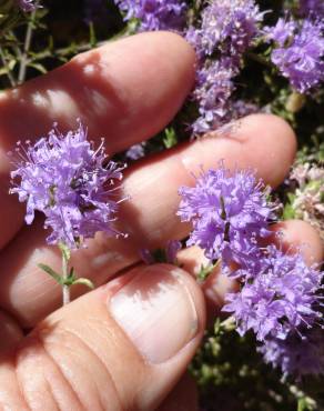 Fotografia 1 da espécie Thymus villosus subesp. lusitanicus no Jardim Botânico UTAD