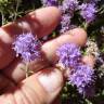 Fotografia 1 da espécie Thymus villosus subesp. lusitanicus do Jardim Botânico UTAD