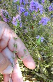 Fotografia da espécie Thymus villosus subesp. lusitanicus